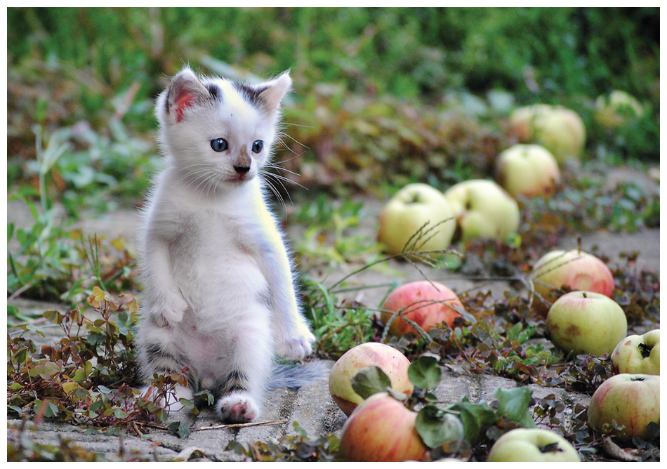 cat-apples.jpg