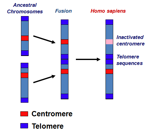 chromosome_fusion2.png