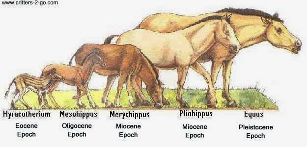 equus_evolution.jpg