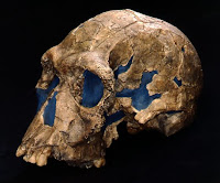 homo+habilis+skull
