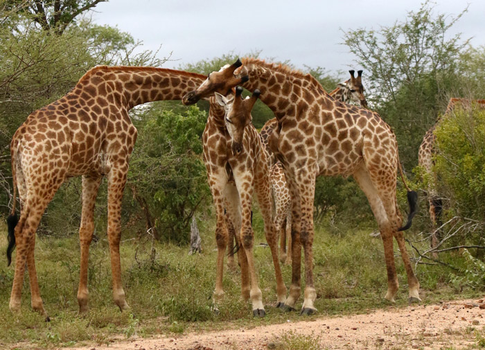 giraffe-bull-bachelor-herd.jpg
