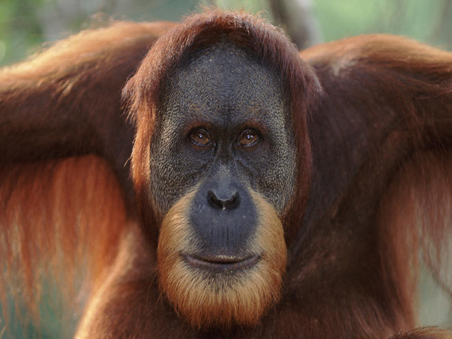 Sumatran_Orangutan_8.6.2012_Why_They_Matter_XL_257639.jpg