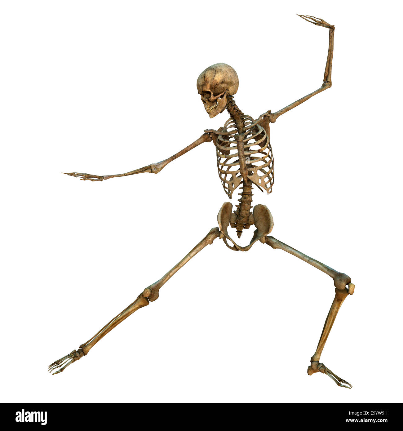 3d-digital-render-of-a-human-skeleton-in-a-bow-and-arrow-martial-arts-E9YW9H.jpg
