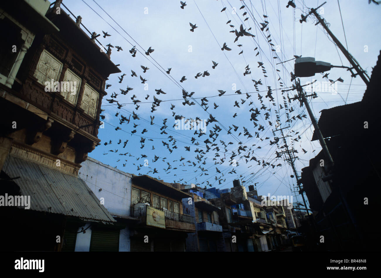 a-flock-of-pigeons-over-a-city-street-in-india-BR48N8.jpg