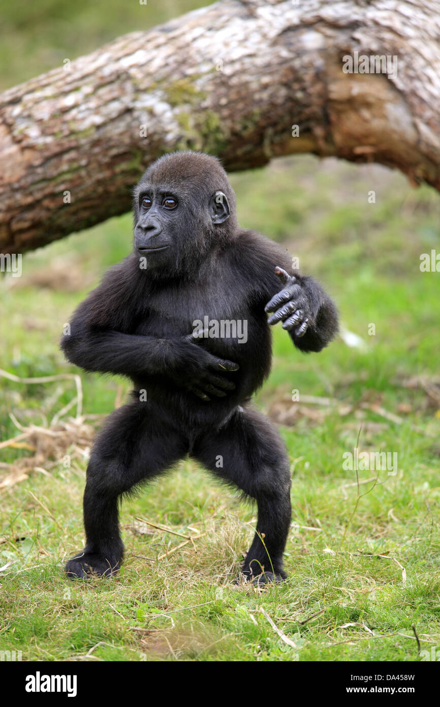 western-lowland-gorilla-gorilla-gorilla-gorilla-young-chest-beating-DA458W.jpg