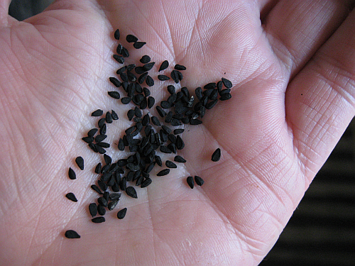 black-seeds.png