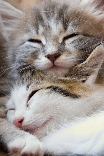 two_cute_kittens_sleep.jpg