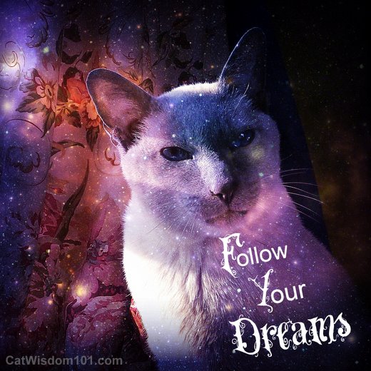 cat-merlin-follow-your-dreams.jpg