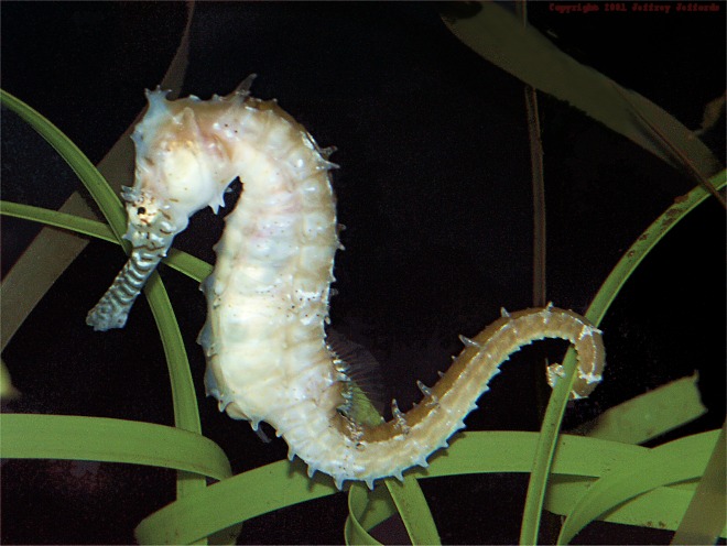 seahorse_1.jpg