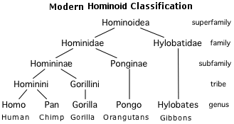 homino_tree.gif