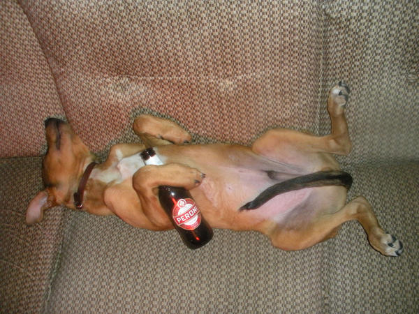 Drunk_dog_by_ViperGraphic.jpg