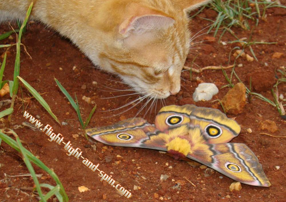 cat-moth.jpg