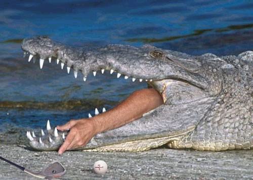funny-alligator-05.jpg