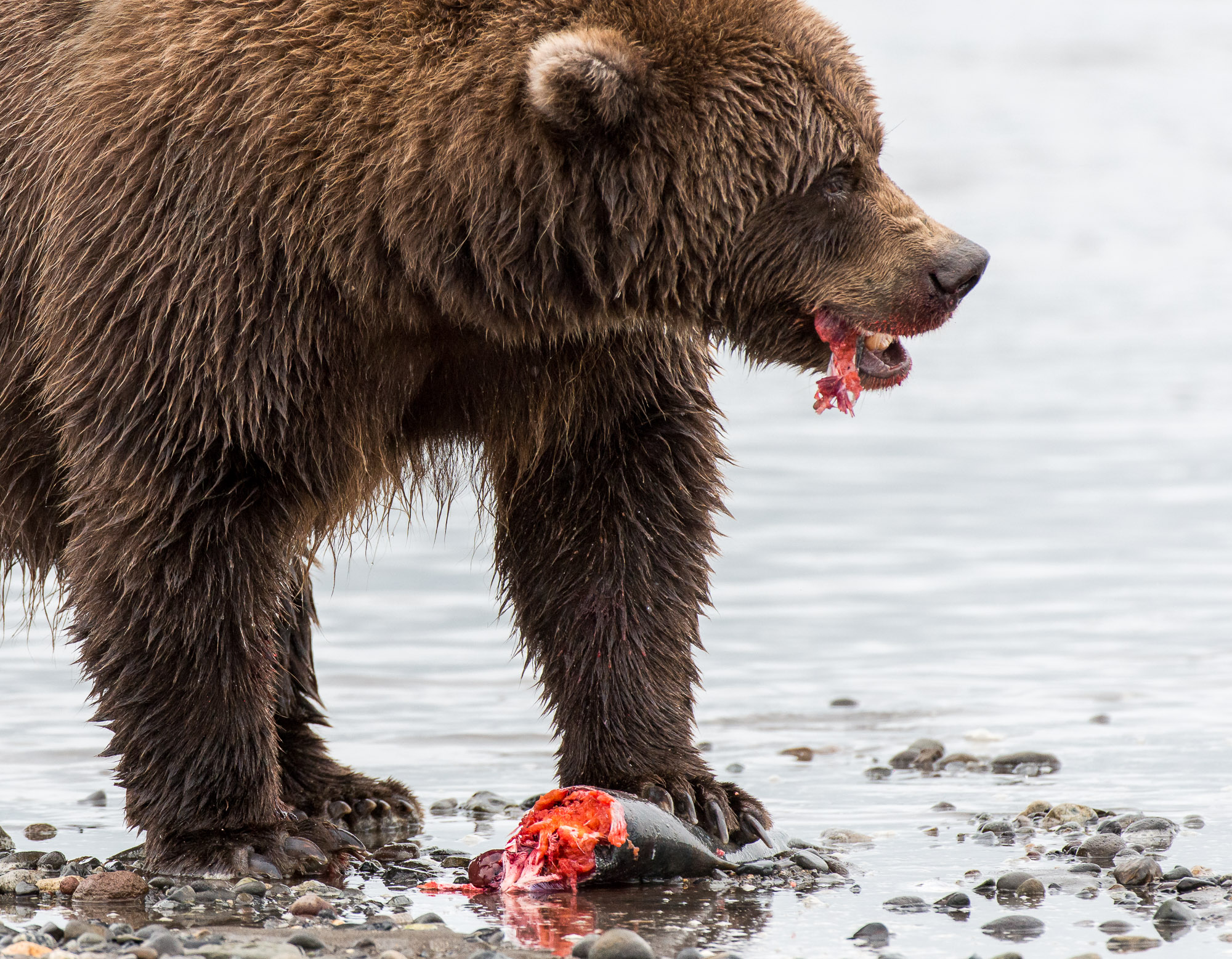 w3646-0284-81389-coastal-brown-bear-eating-salmon-lake-clark-national-park-alaska-by-fred-wasmer.jpg