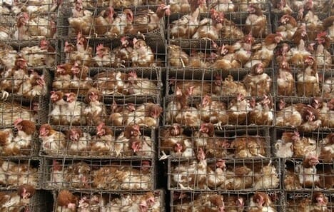 battery-cages.jpg