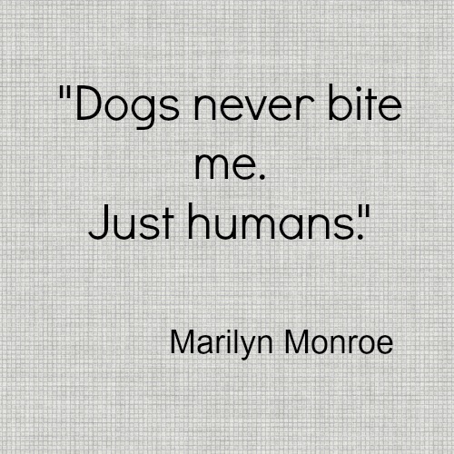 dogquotemarilyn.jpg