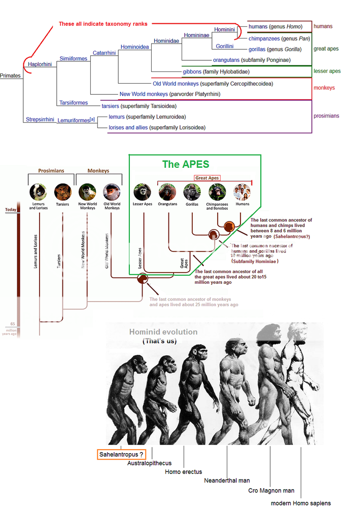 ancestory%20of%20apes_zpsalv9s7c8.png