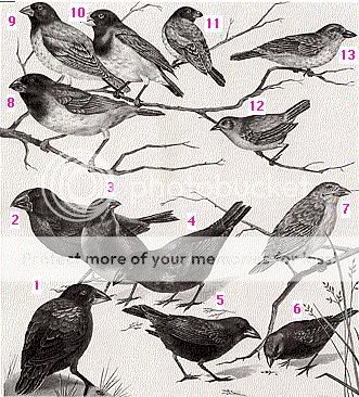 Finches.jpg
