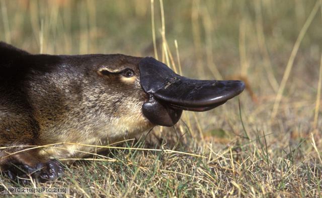 platypus_1.jpg