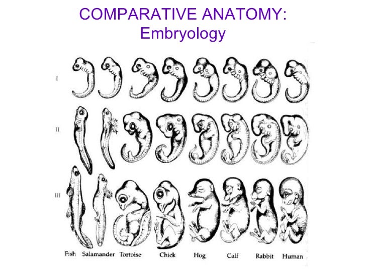 comparative-anatomy-28-728.jpg