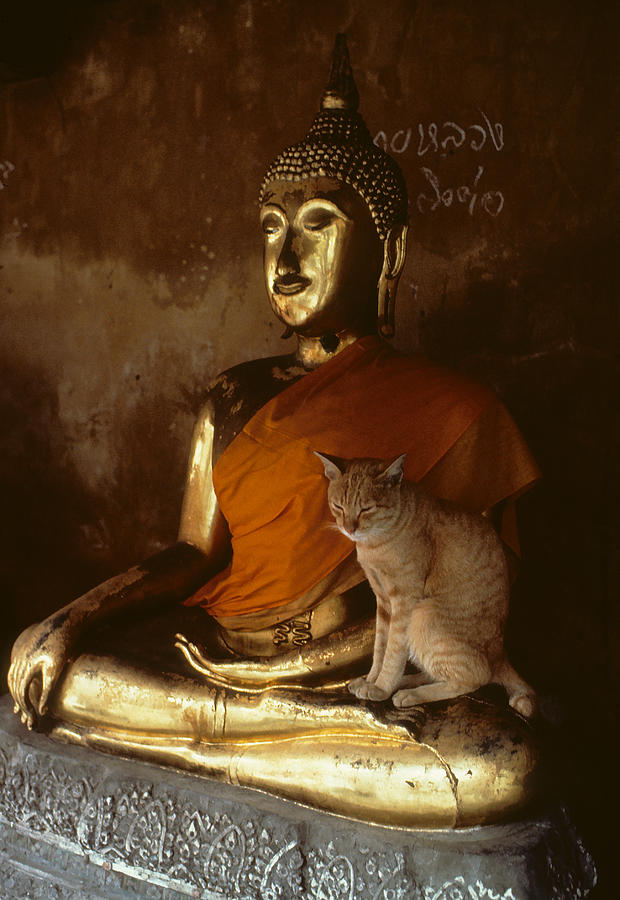 1-holy-cat-in-thailand-carl-purcell.jpg