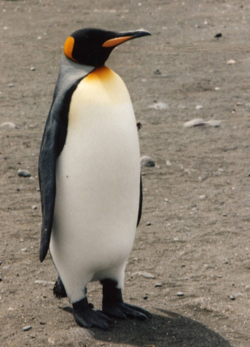 1213_adult-king-penguin.jpg