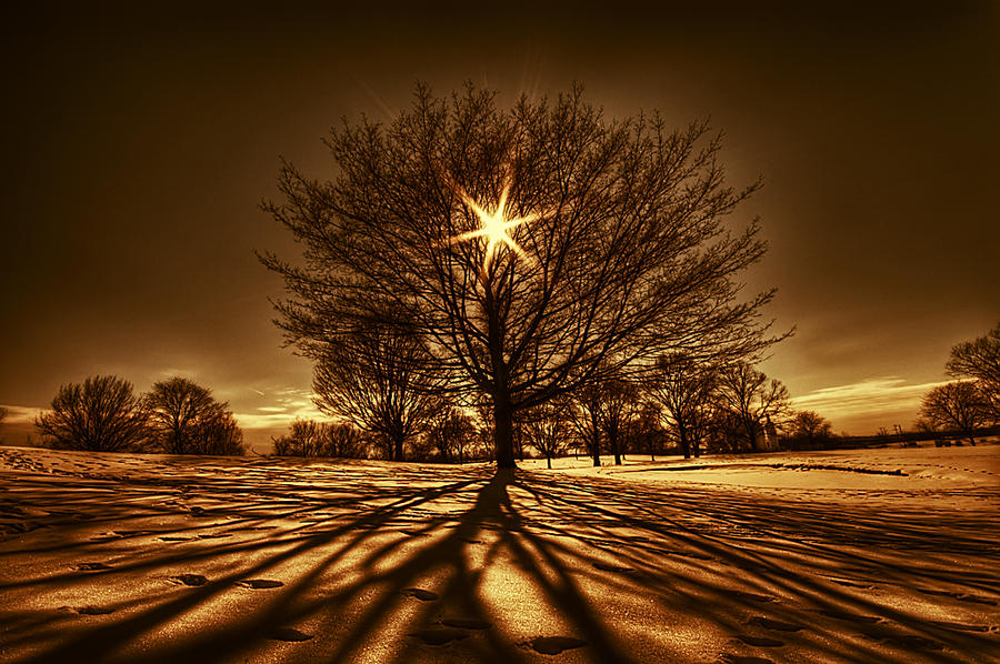 tree_of_light_by_lowapproach.jpg