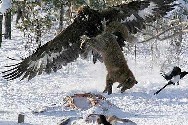 EAGLE-VS-WOLF.jpg