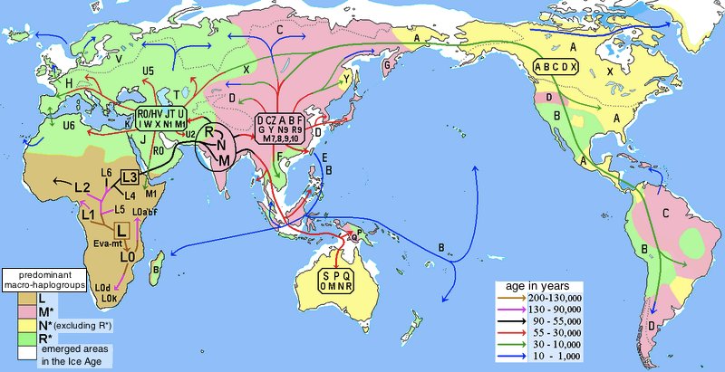 Human_migrations_and_mitochondrial_haplogroups.jpg