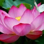 egyptian-lotus-flower1-150x150.jpg