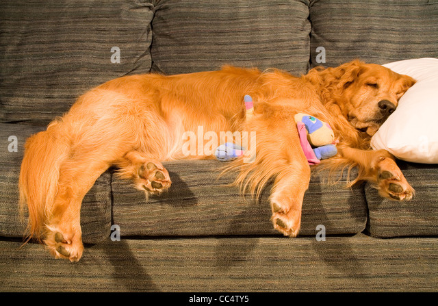 golden-retriever-sprawled-on-couch-cc4ty5.jpg