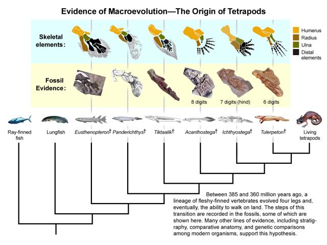 Tetrapod_transition.preview.jpg