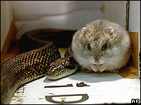 _41233234_hamstersnake_ap203b.jpg