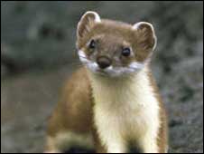 _44547264_stoat226x170.jpg