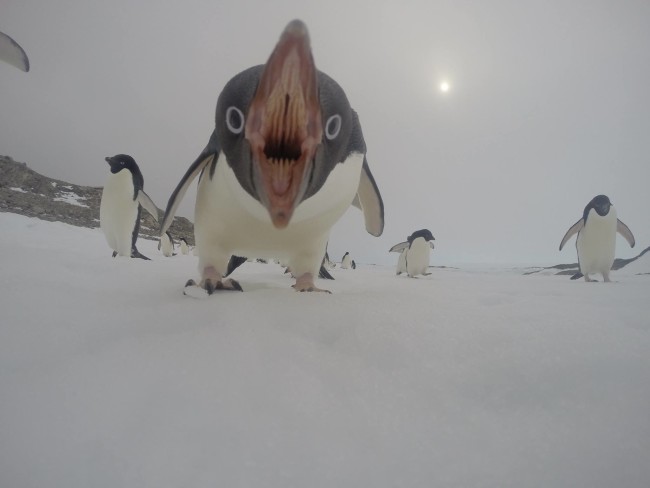 Penguin-trying-to-eat-a-camera-650x488.jpg