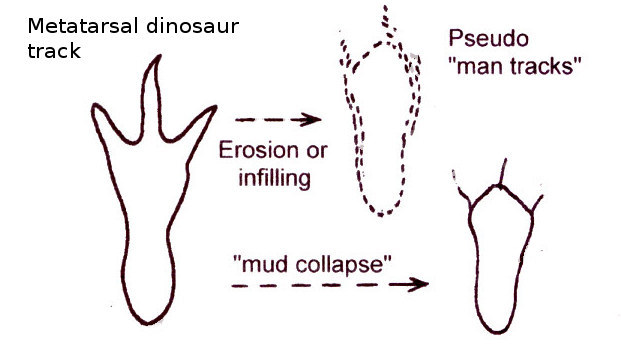 metatarsal-track-diagram3.jpg