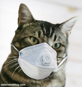 swine-flu-mask-for-cat.jpg