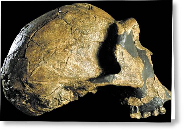 1-homo-ergaster-skull-knm-er-3733-science-photo-library.jpg