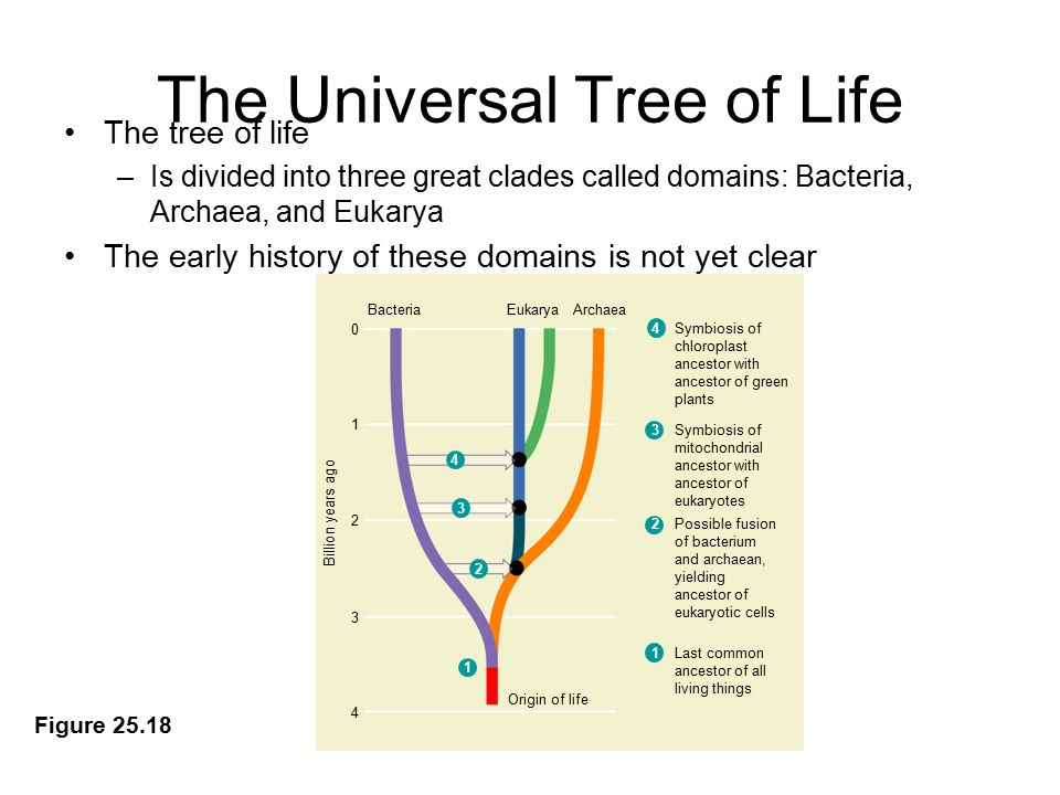 The+Universal+Tree+of+Life.jpg