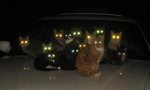 evil-cats-demons-summoning-satan-24-58d2695988533__605.jpg