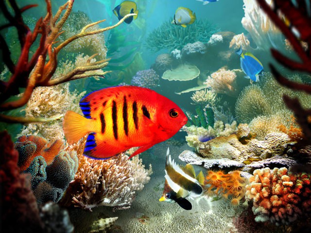 tropical-fish-3d-screensaver.jpg