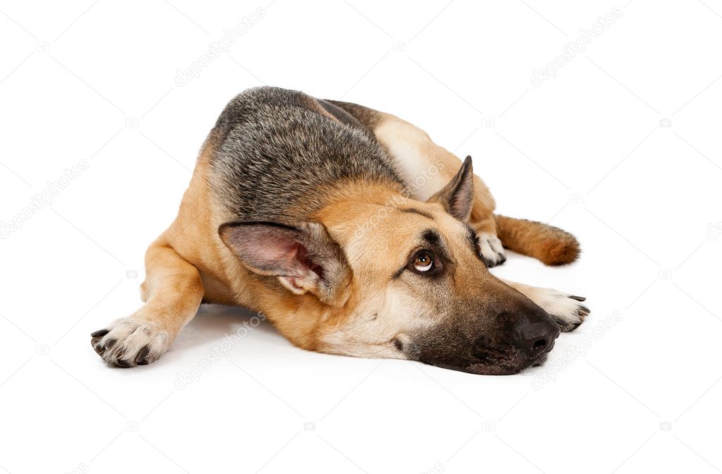 depositphotos_10971289-German-shepherd-dog-laying-down.jpg
