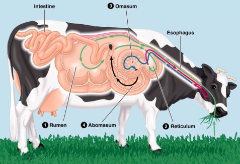 cow-stomachs.jpg