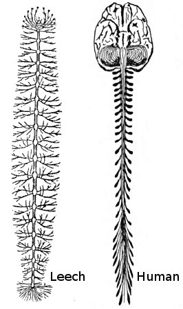 Human-leech-nervous-system-comparison.png