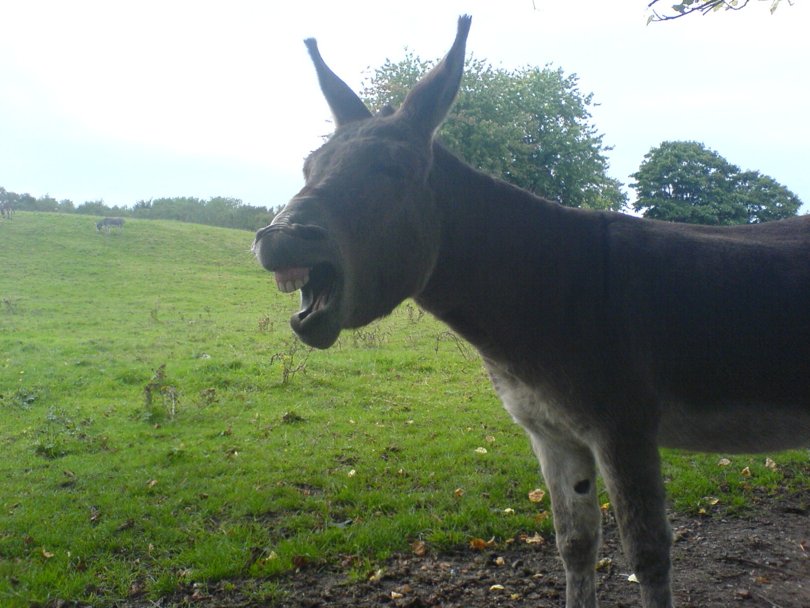 Donkey-06.jpg