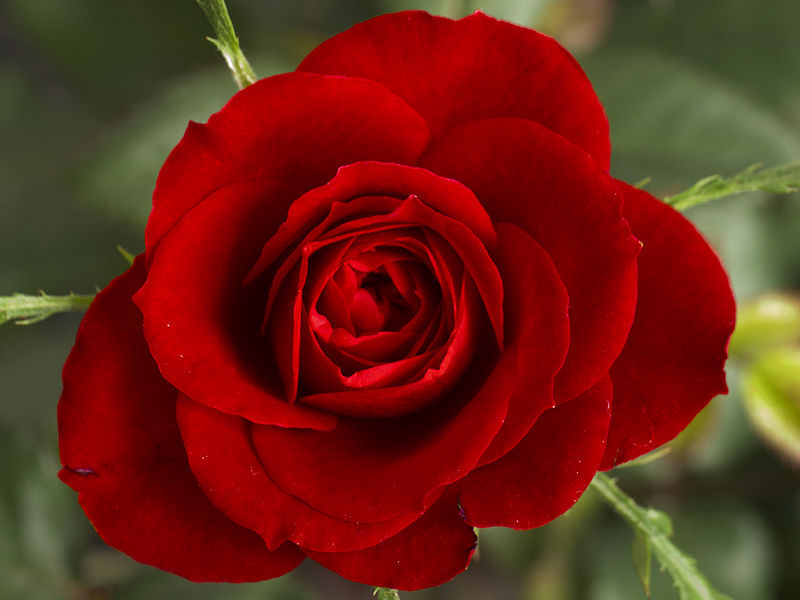 800px-Small_Red_Rose.JPG