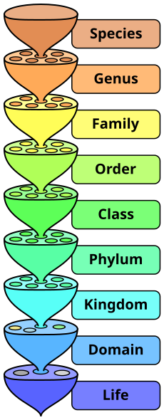 230px-Biological_classification_L_Pengo.svg.png