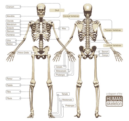 33778439-un-schema-du-squelette-humain-avec-parties-principales-intitulees-du-systeme-squelettique-vector-ill.jpg