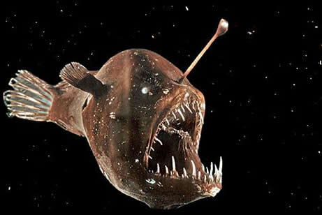 Anglerfish-1.jpg