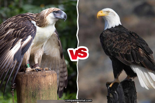 Philippine-Eagle-vs-Bald-Eagle-fight-comparison.jpg